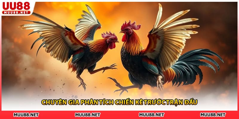 Chuyên gia phân tích chiến kê trước trận đấu